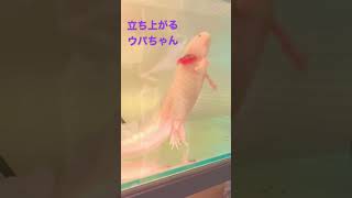 2足立ちで踊るウーパールーパー Axolotl's dancing