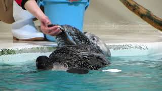 鳥羽水族館 ラッコ キラちゃんお腹の氷を守りつつ、新しい氷を全力で取りに行く