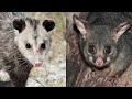 what is the difference between opossums and possums