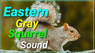 Eastern Gray squirrel Call Sound | Animal Planet kingdom| Wild