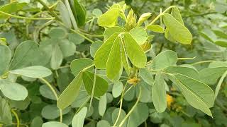 Senna tora,sickle wild sensitive-plant, sickle pod, tora, coffee pod,foetid cassia,sickle senna