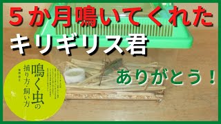 【キリギリス】１１月１２日の鳴き声