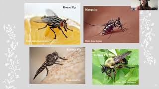 Insect Project - Part 3-D - Diptera, Dermaptera, and Blattodea