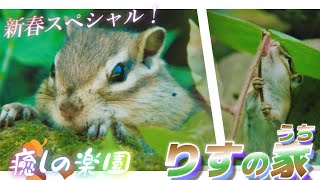 🐿️【New Year Special】Chipmunk photographer, Mr. Yamazaki✨📸