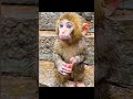 I'm a Big Kid Now Cute Baby Animal#7 | Animals Transformation To Monster | Animals Grow up | Wow Hub