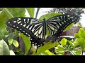 Tiger Swallowtail Caterpillar to Butterfly on my lemon tree￼