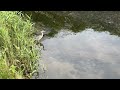 【４k映像】アオサギの捕食シーン撮影に成功　successfully filmed a grey heron hunting scene