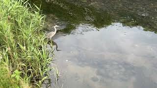 【４K映像】アオサギの捕食シーン撮影に成功　Successfully filmed a Grey Heron hunting scene