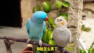 猫后生配音秀：鹦鹉：本想尝尝粽子的甜，咋就变成了爱情的苦！