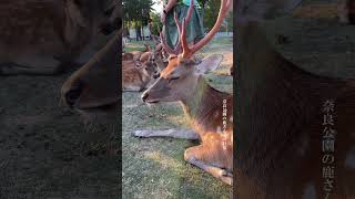 奈良公園の鹿さん達の日常 🦌 Vol.15 Nara Deer Park Japan #shorts