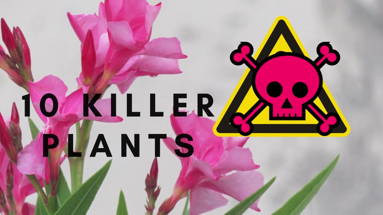 Top 10 Dangerous Plants That Can Kill You - YouTube