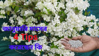 জানুয়ারি মাসের বোগেনভিলিয়া 4 Tips করেছেন কি ? #bougainvillea