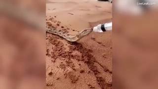 Moment thirsty snake drinks water from a syringe in the desert  line