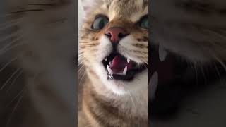 Parrot and cat viral videos 🦜#viralvideo #comedyvideos #youtubeshorts