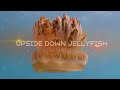 10 most beautiful jellyfish in the world