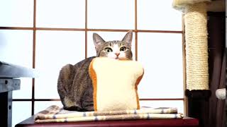 パン付き首振り猫 Cat Neck Swing with Breads 3