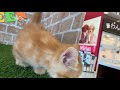 犬の家イオン浜松西店　【マンチカン】　【no.106473】