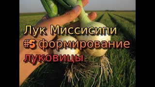 Лук Миссисипи - серия 5. Формирование луковицы. Защита и удобрение лука. Как снять стресс на луке