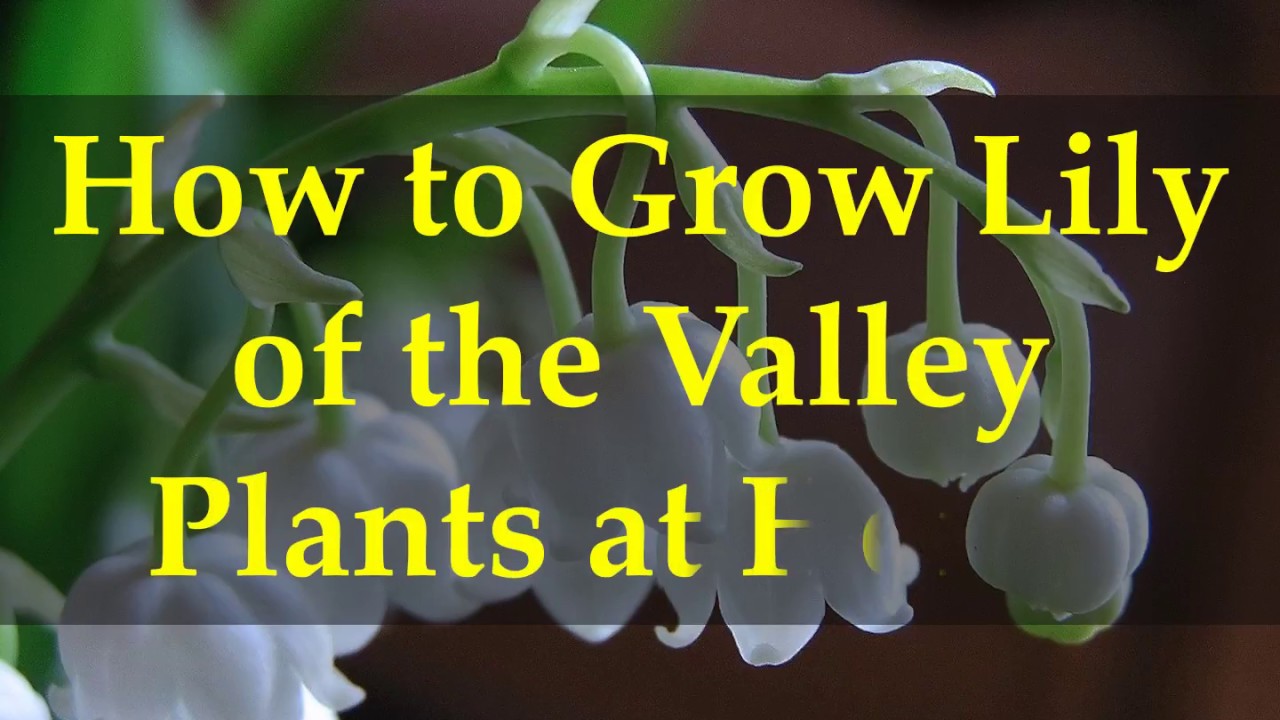 How To Grow Lily Of The Valley Plants At Home - YouTube