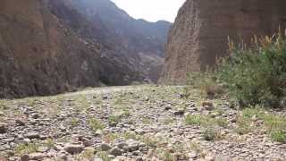 Video: Fujairah’s Wadi Wurayah to become a national park