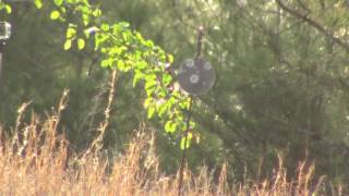 100 yard shot with gamo air rifle