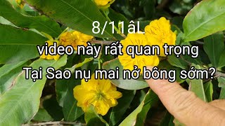 8/11âL/Nói về vấn đề này và chăm sóc nụ mai rất chi tiết trên cái video này!.