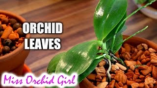 Orchid leaves - Purpose, functions and features