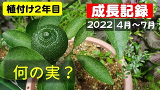 果樹栽培:柑橘鉢植え2年目で採れる？