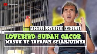 proses lovebird KONSLET | setelah penggacoran masuk ke tahap selanjutnya