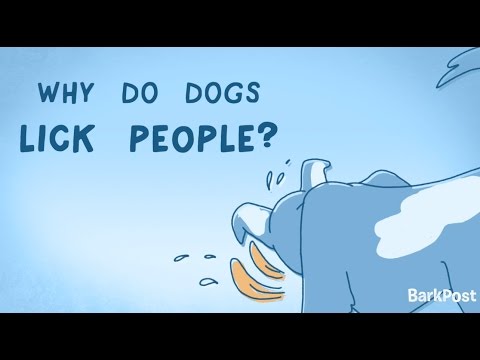 Why Do Dogs Lick People? | INSIDE A DOG'S BRAIN Why Do Dogs Lick People? | INSIDE A DOG'S BRAIN