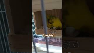 たまご2個（無精卵）とお気に入りのオモチャを一生懸命温めるインコのレイ🦜#shorts #インコ