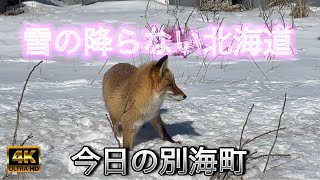 【雪の降らない北海道】今日の別海町