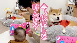 読み聞かせ中に突然紹介される柴犬さん｜PECO