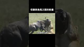 母獅與角馬之間的較量 #動物 #動物科普 #野生動物