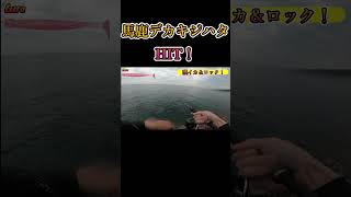 【キジハタ】大物HIT！とんでもない引き！【釣り】