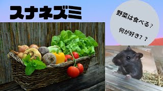 【スナネズミ　ジャービル飼育】　スナネズミに野菜はあげてもいいの？？