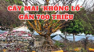 Chợ hoa xuân Tết 2025 tại Bình Trị Đông A Bình Tân