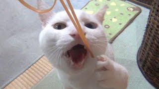 輪ゴム遊びが大好き白猫ユキ♪ White cat Yuki loves rubber bands