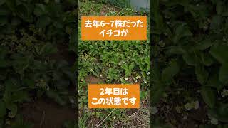 家庭菜園や農園で能登山流イチゴ山栽培！手間いらずで春に大量収穫が狙えるイチゴの育て方をご紹介！【農園ライフ】#shorts