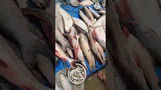 Uruka# Uzan Bazar Fish market # shorts # Bihu