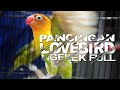 Pikatan LOVEBIRD BETINA Ngetik Mencari Lawan