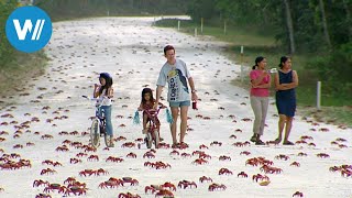 Australien: 120 Millionen Landkrabben wandern auf der Weihnachtsinsel