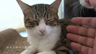 ファンタは病気のため里帰り。本当にありがとう。保護猫カフェ駒猫