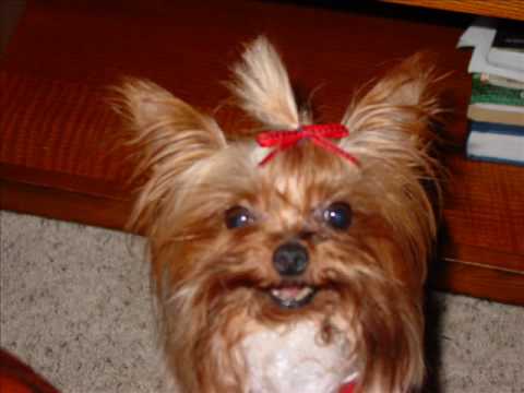 Angry Yorkshire Terrier Youtube