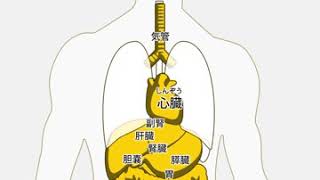 臓器パズル3:97(楽しく覚えれるからみんなもやってみてね！宣伝())