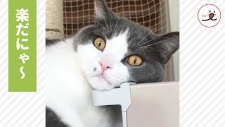 絶妙なバランス😳 キャットタワーからはみ出てアゴを冷蔵庫に乗せるニャンコ😹 【PECO TV】