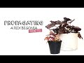 How to propagate a Begonia Rex | Super easy