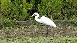 しらさぎの食事