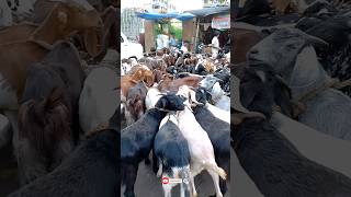 Raja Bazar Bakra Mandi Kolkata #shorts