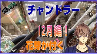 【ブルーベリー】12月のブルーベリーの様子